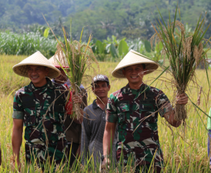 Kemanunggalan TNI dan Rakyat: Babinsa Dampingi Petani Panen